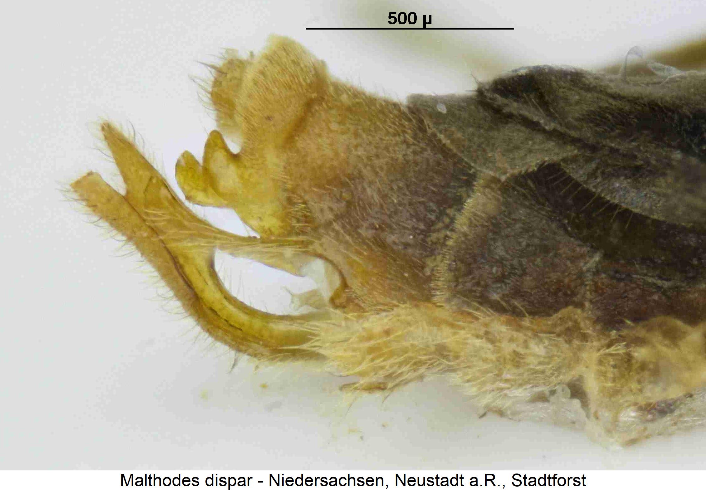 malthodes_dispar_hlb.jpg