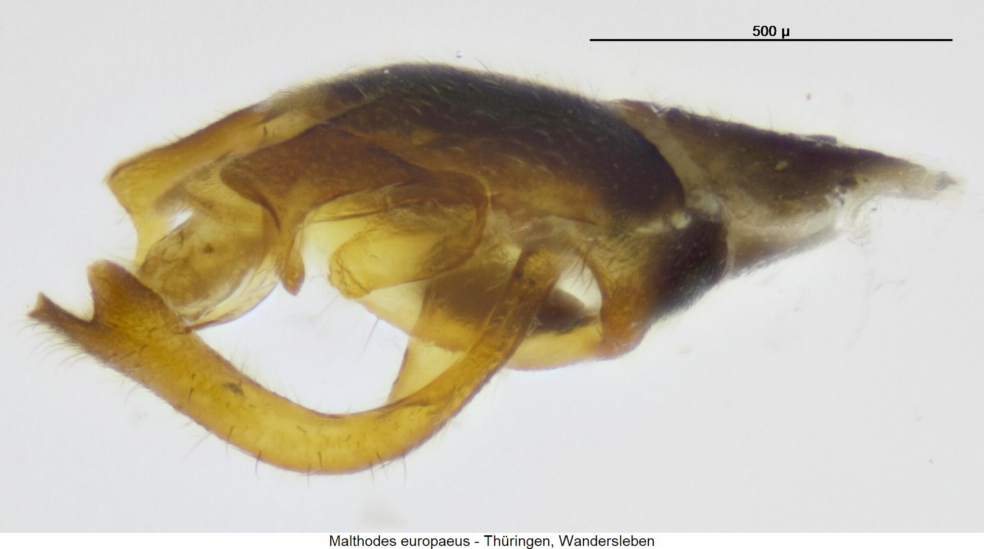 malthodes_europaeus_hlb.jpg