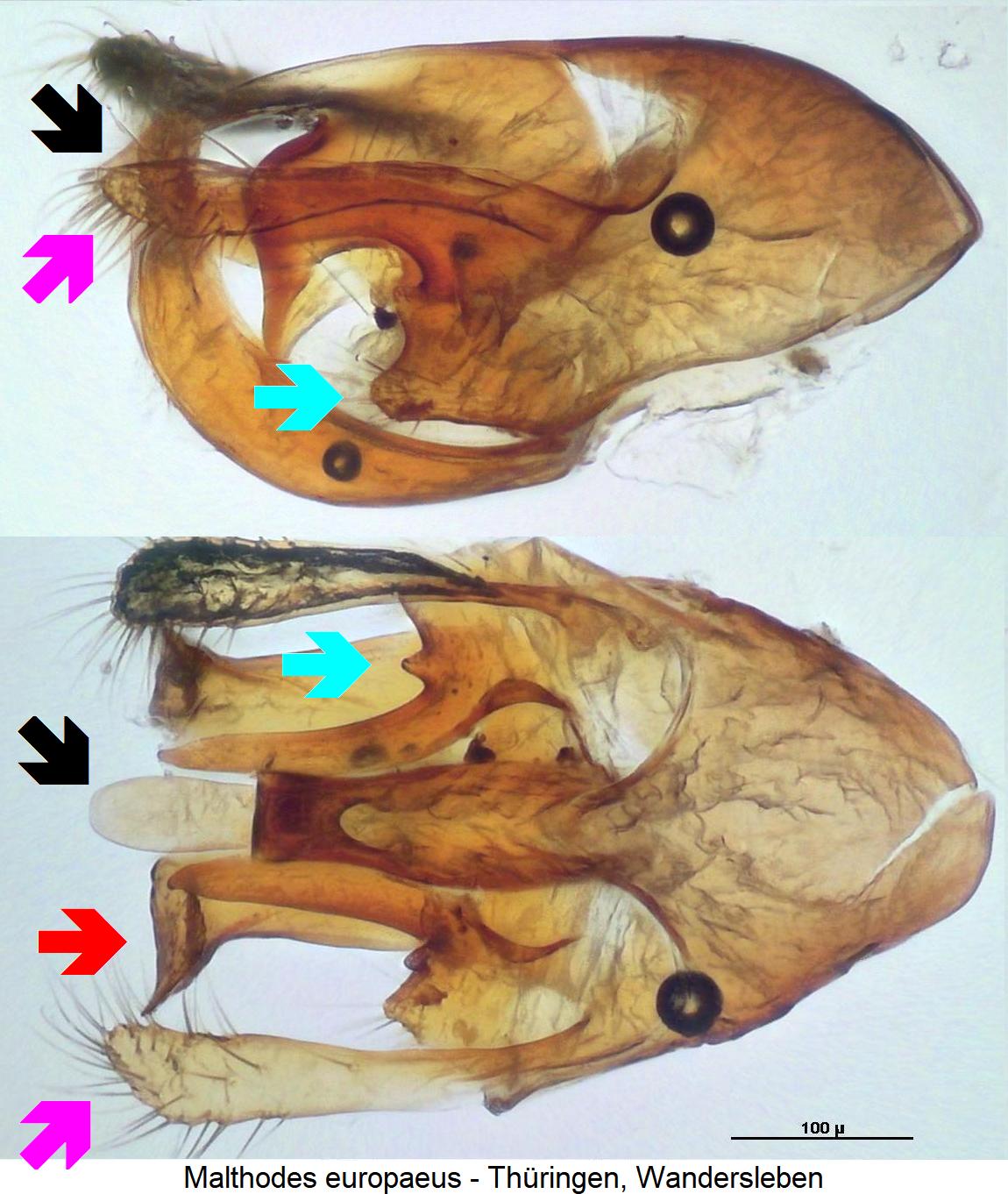malthodes_europaeus_markiert.jpg