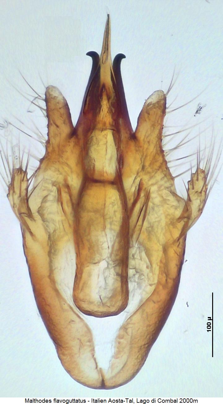 malthodes_flavoguttatus2.jpg