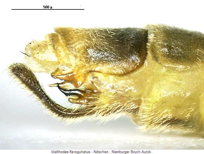 malthodes_flavoguttatus_hlb.jpg
