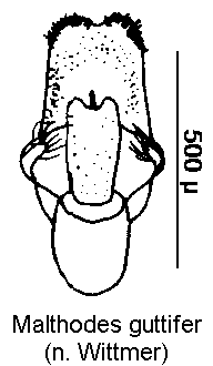 malthodes_guttifer.gif
