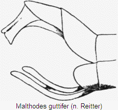 malthodes_guttifer_hlb.gif