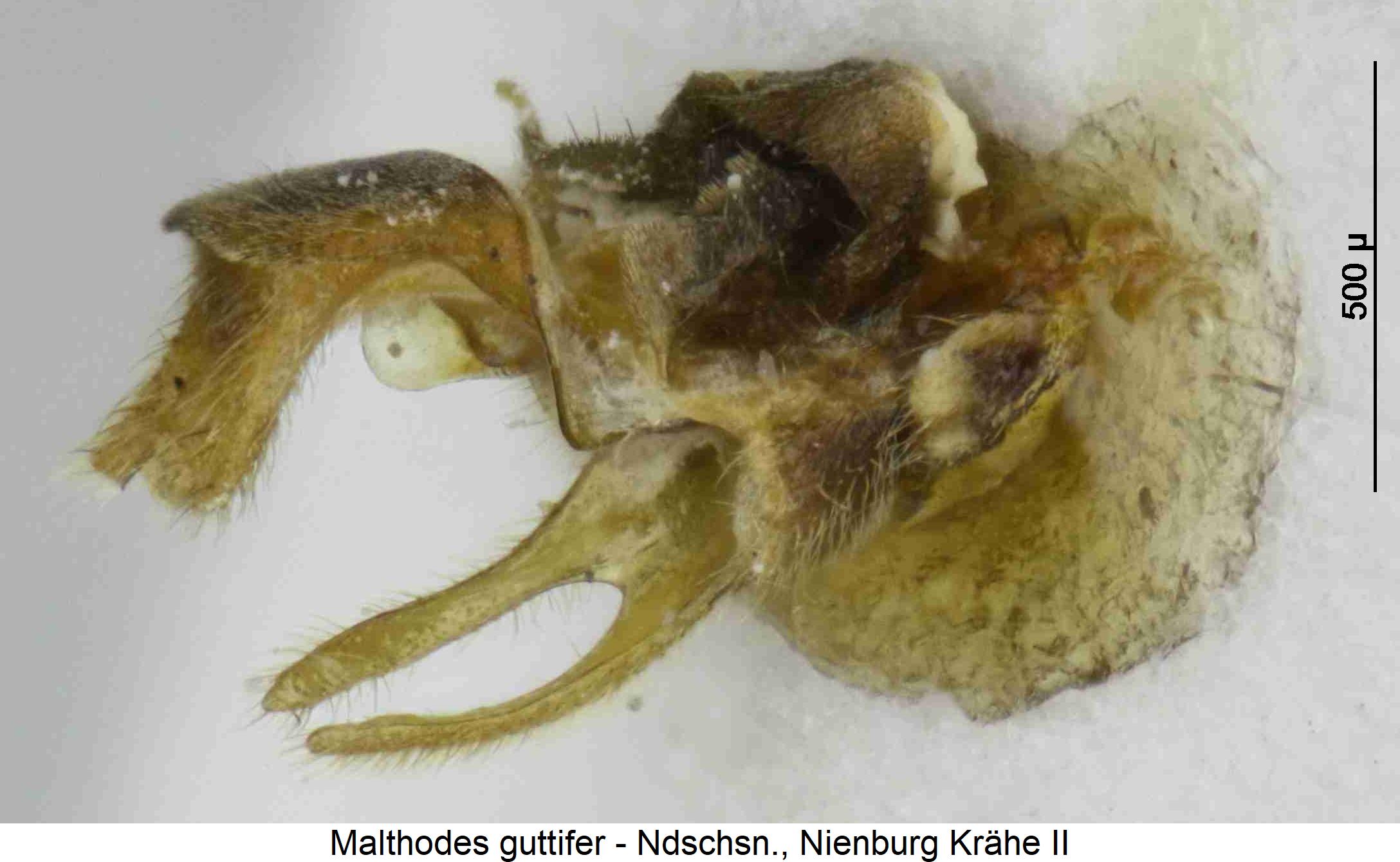 malthodes_guttifer_hlb.jpg