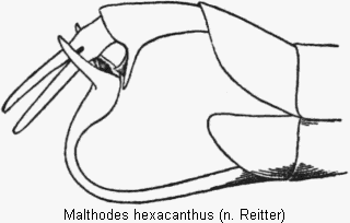 malthodes_hexacanthus_hlb.gif