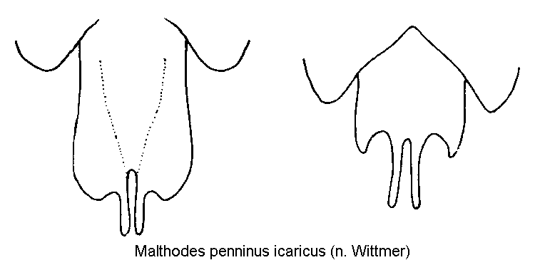 malthodes_icaricus_ster.gif