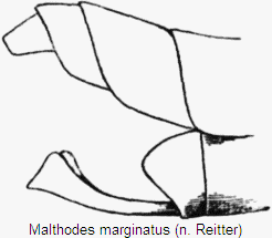 malthodes_marginatus_hlb.gif