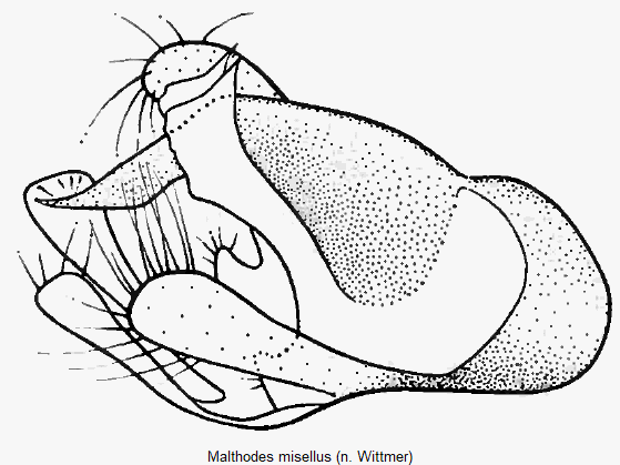 malthodes_misellus.gif