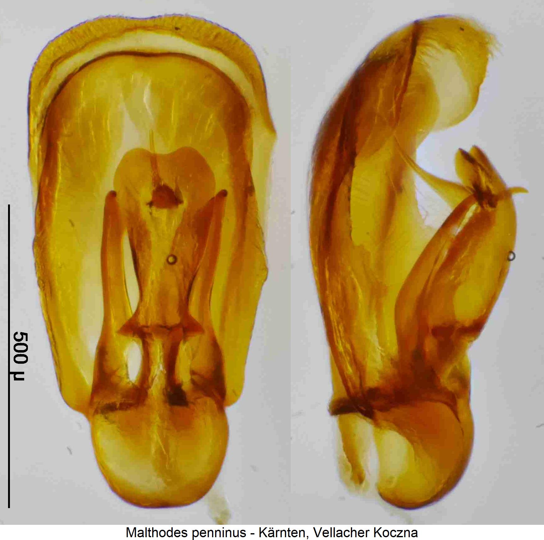 malthodes_penninus.jpg