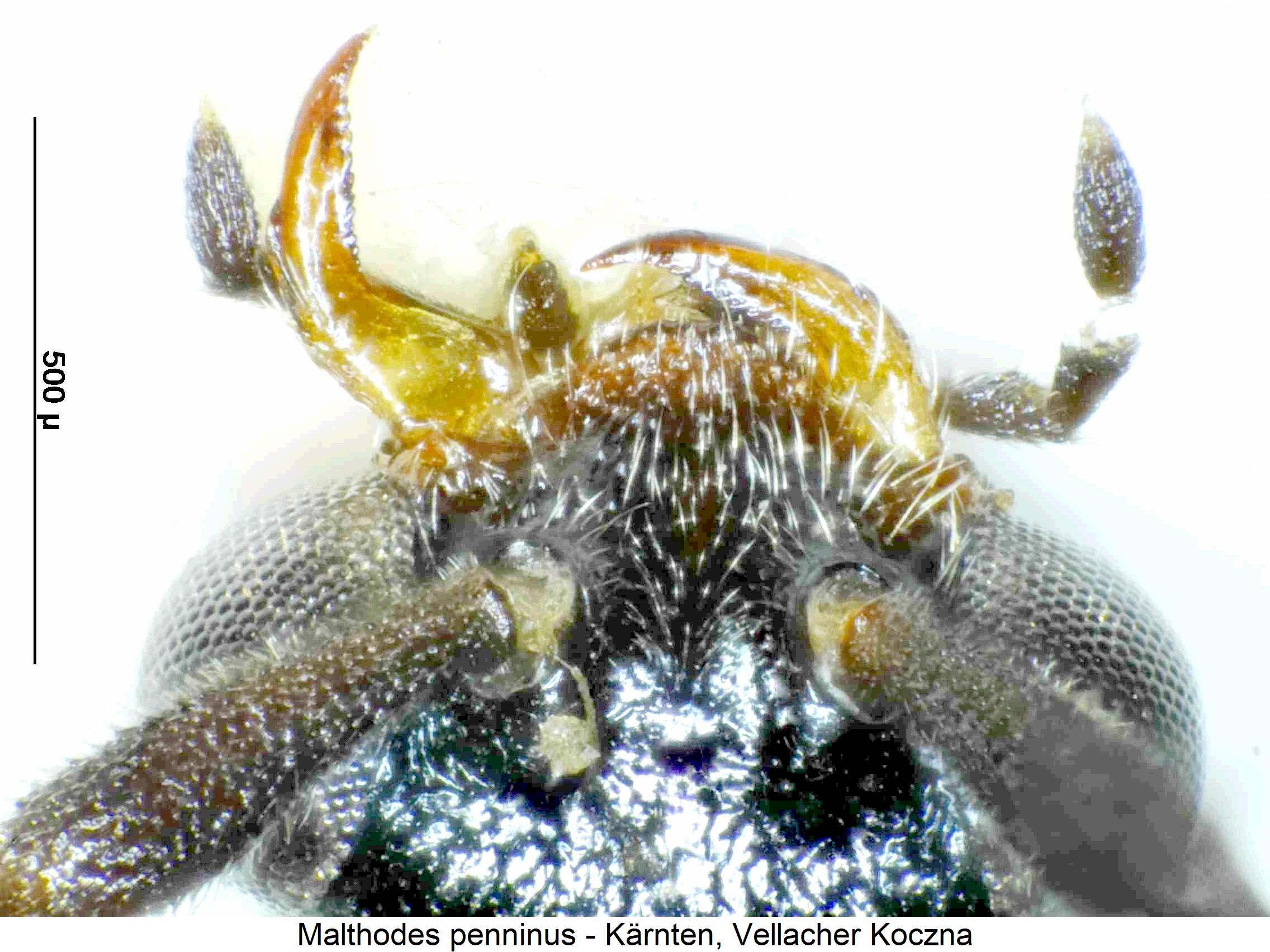 malthodes_penninus_k.jpg