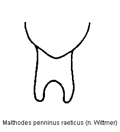malthodes_raeticus_ter.gif