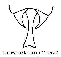 malthodes_siculus_ster.gif