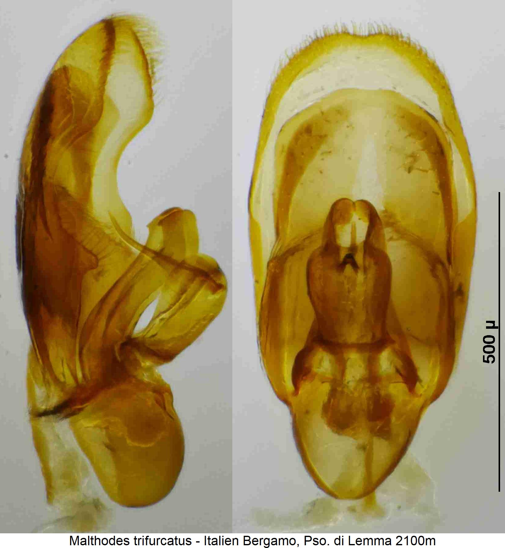 malthodes_trifurcatus.jpg