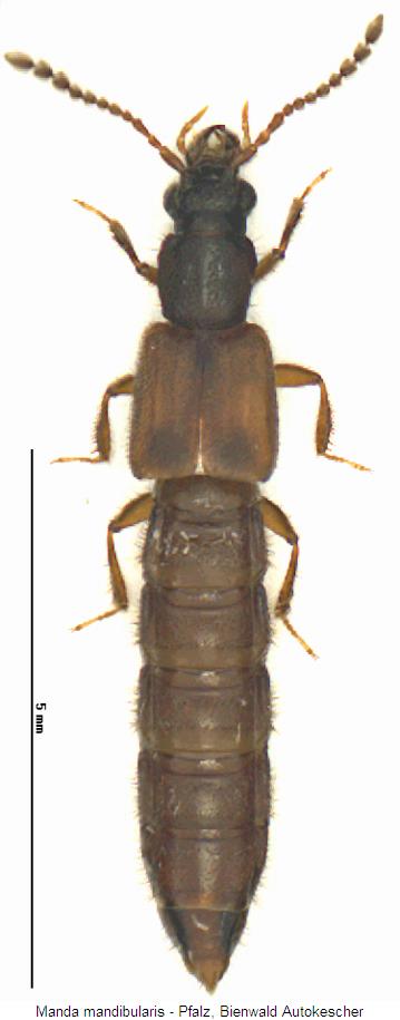 manda_mandibularis_hab.jpg