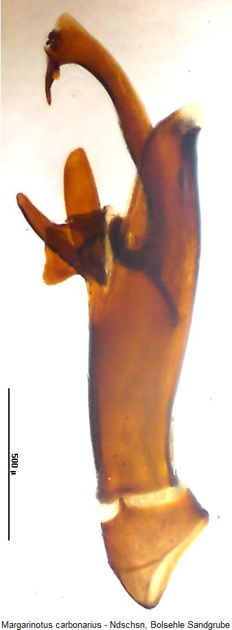 margarinotus_carbonarius.jpg