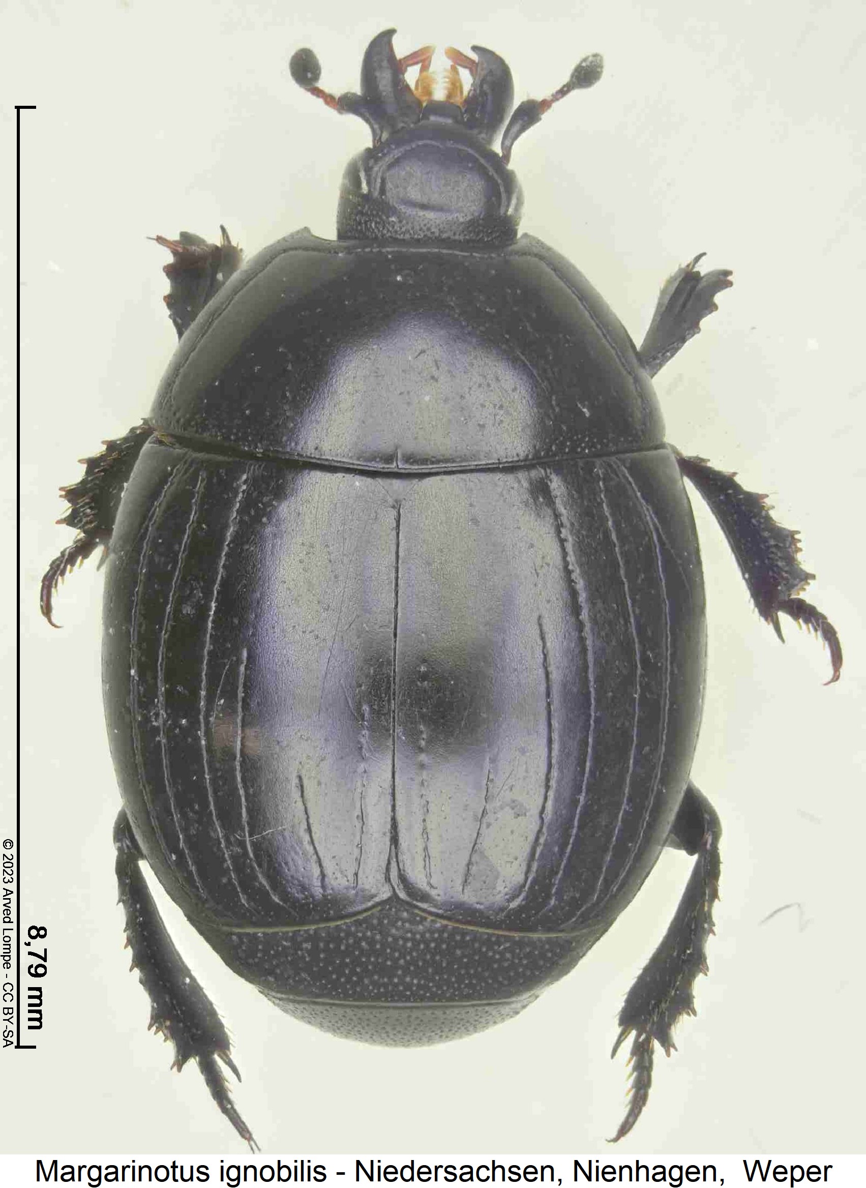 margarinotus_ignobilis_hab.jpg
