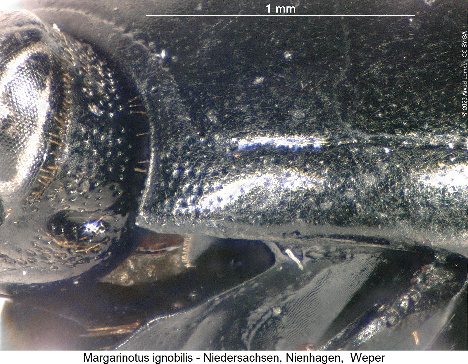 margarinotus_ignobilis_hsch_sa.jpg