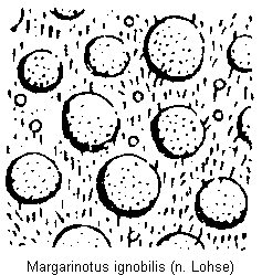 margarinotus_ignobilis_pyg.gif