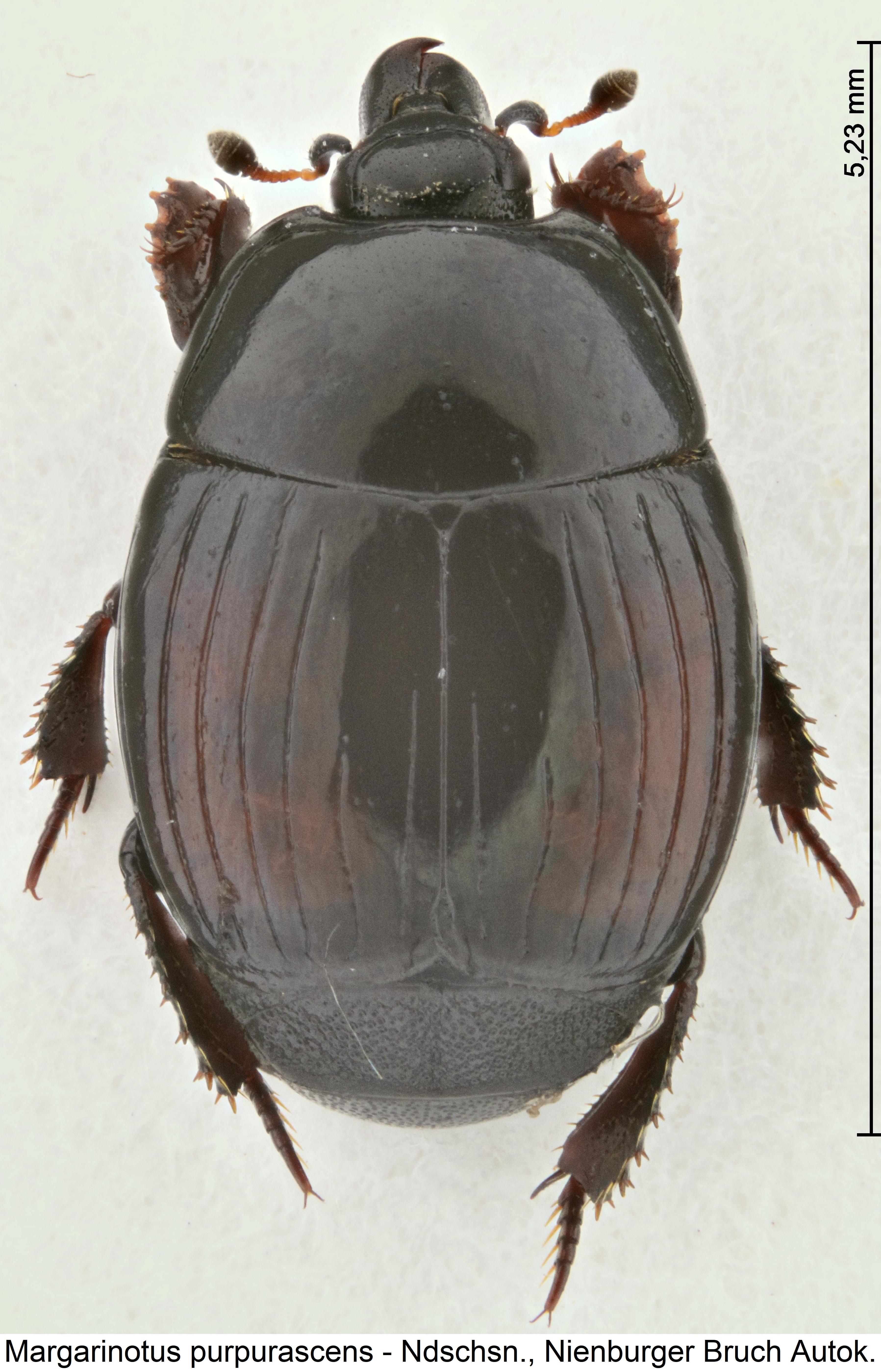 margarinotus_purpurascens_hab.jpg