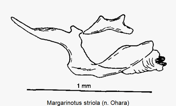 margarinotus_striola_pc.gif