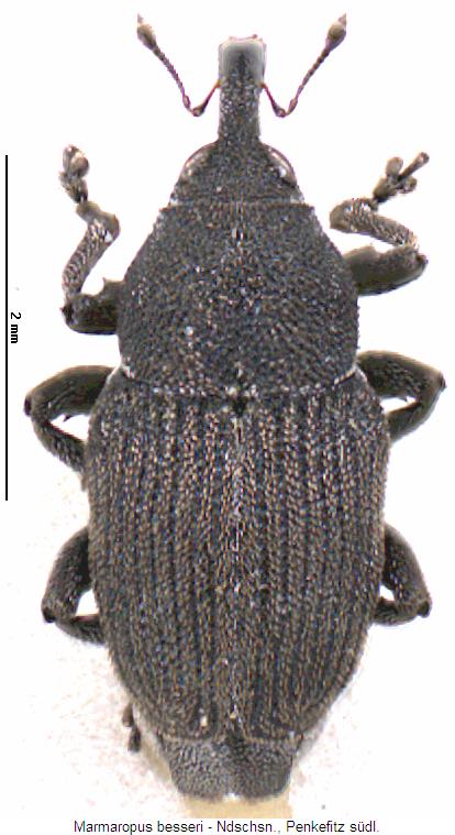marmaropus_besseri_hab.jpg
