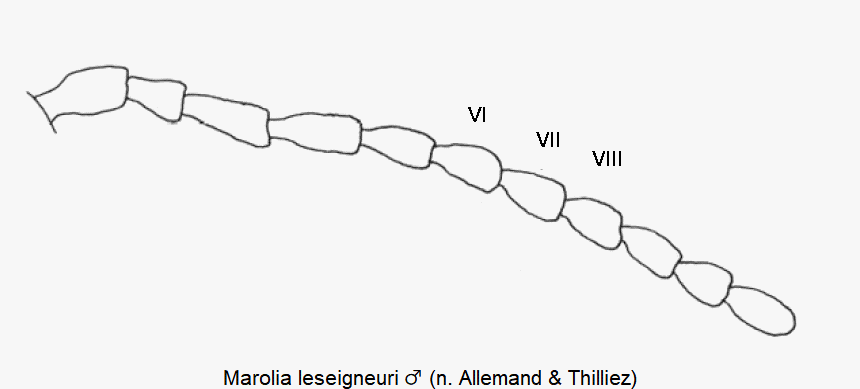 marolia_leseigneuri_f.gif