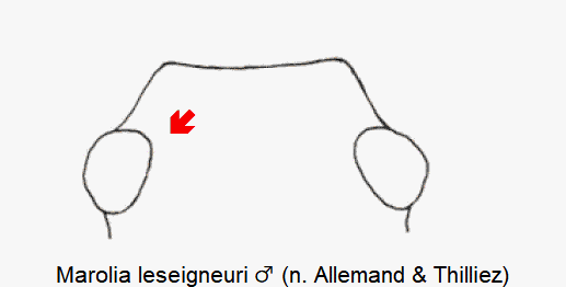 marolia_leseigneuri_k.gif