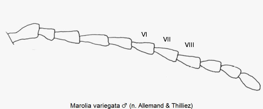 marolia_variegata_f.gif