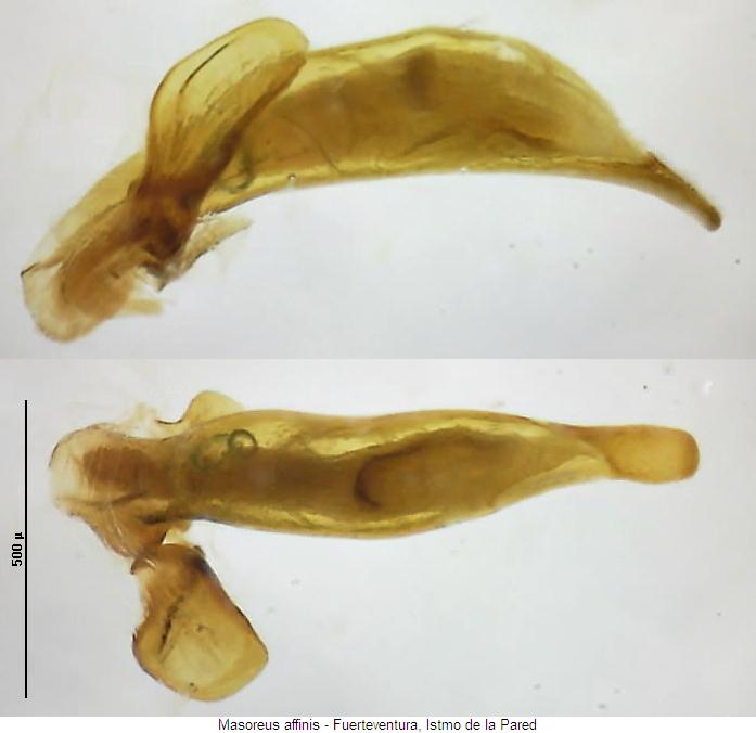 masoreus_affinis.jpg