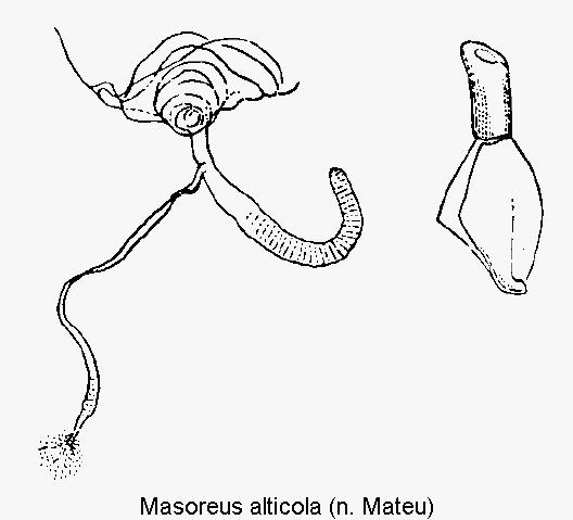 masoreus_alticola_ovi.gif