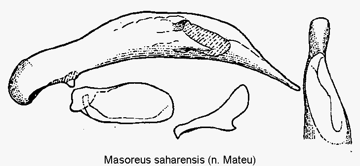 masoreus_saharensis.gif
