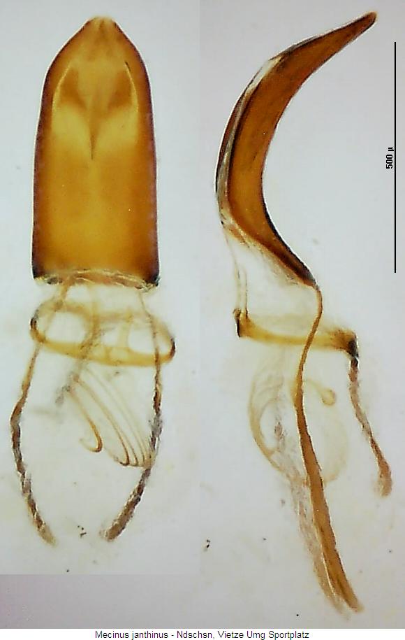 mecinus_janthinus.jpg