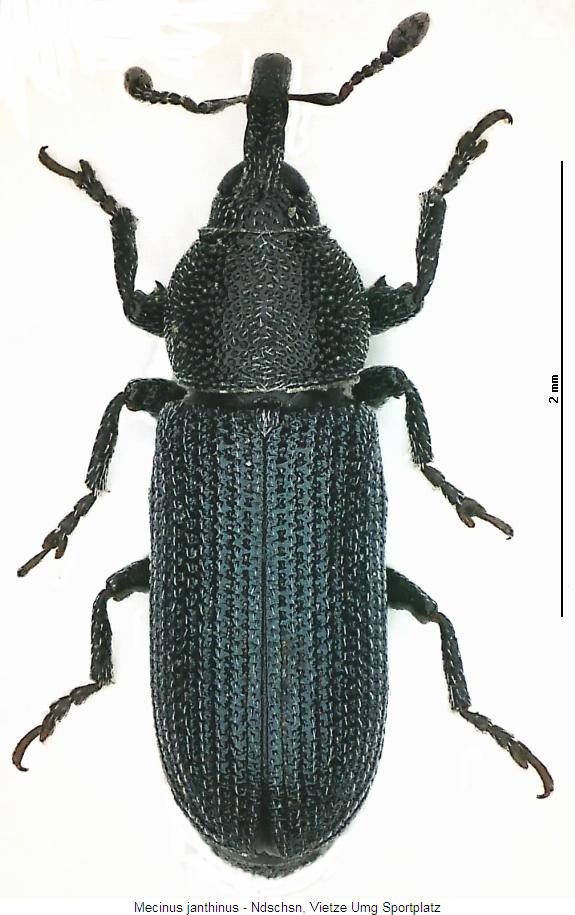 mecinus_janthinus_hab.jpg