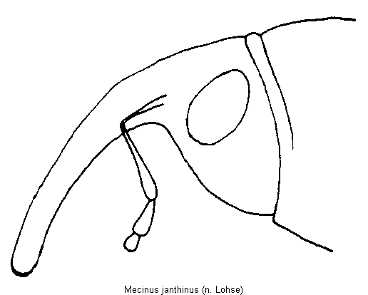 mecinus_janthinus_k.gif