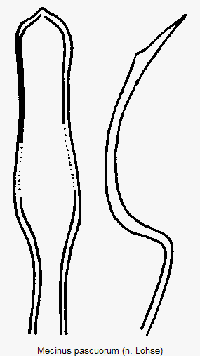 mecinus_pascuorum.gif