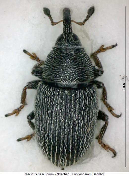mecinus_pascuorum_hab.jpg