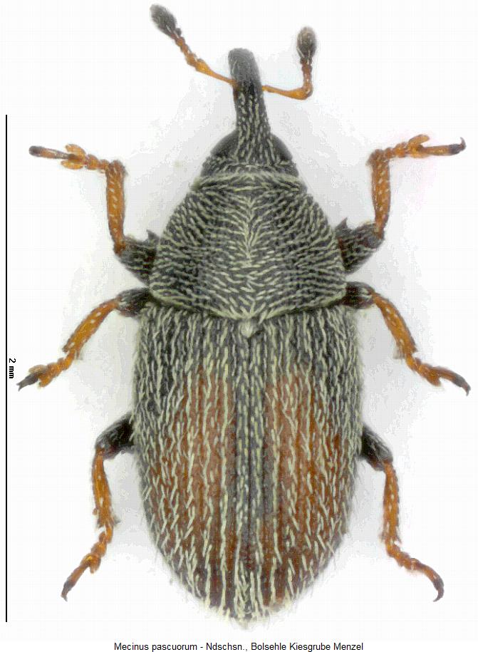 mecinus_pascuorum_hab2.jpg