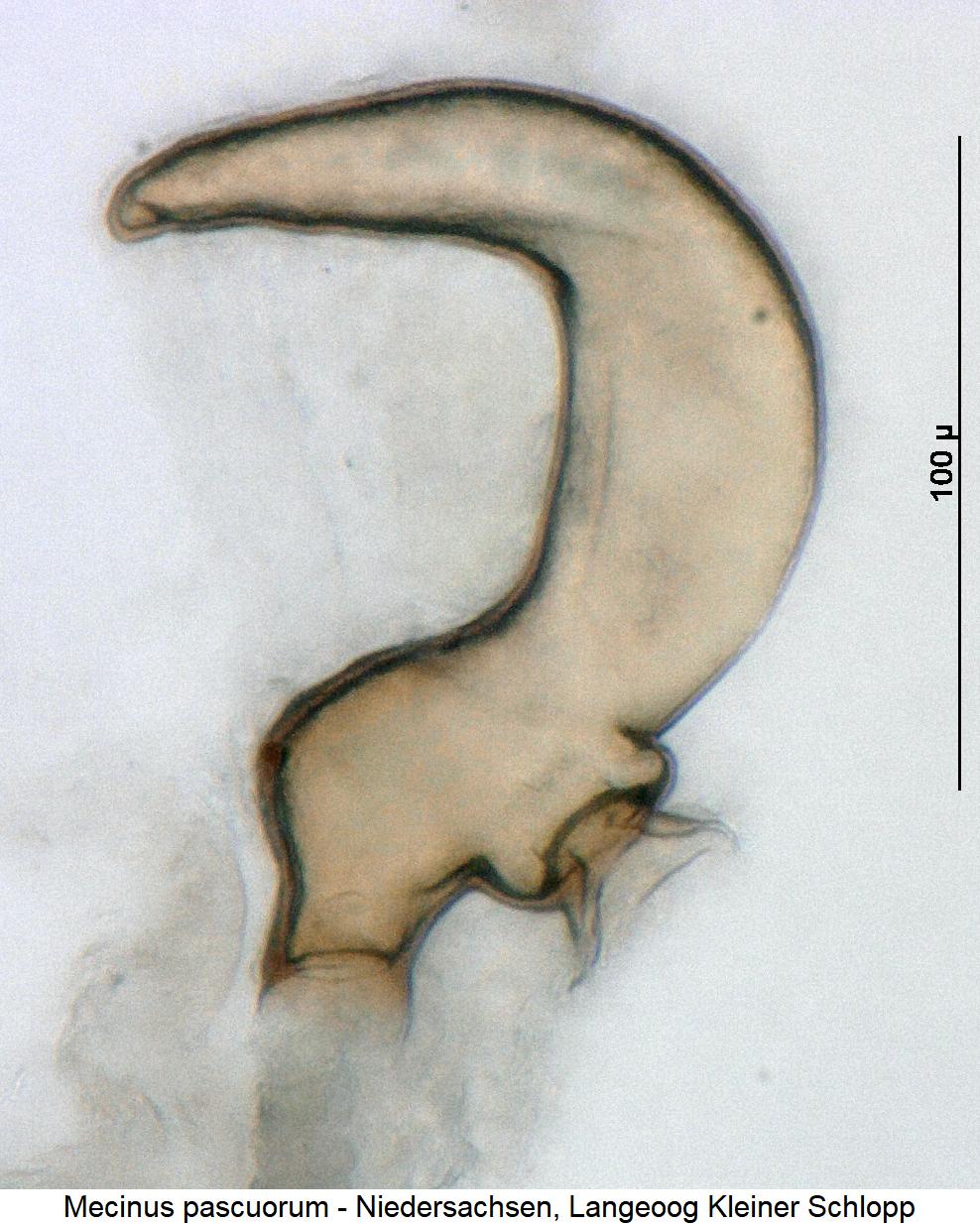 mecinus_pascuorum_sperm.jpg