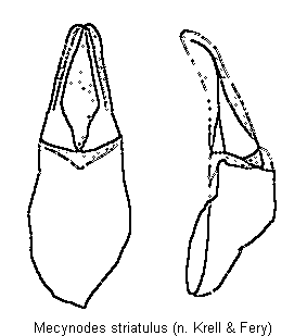mecynodes_striatulus2.gif
