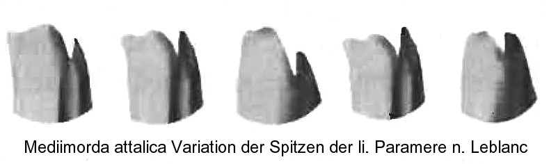 mediimorda_attalica_pm_li_apex.jpg