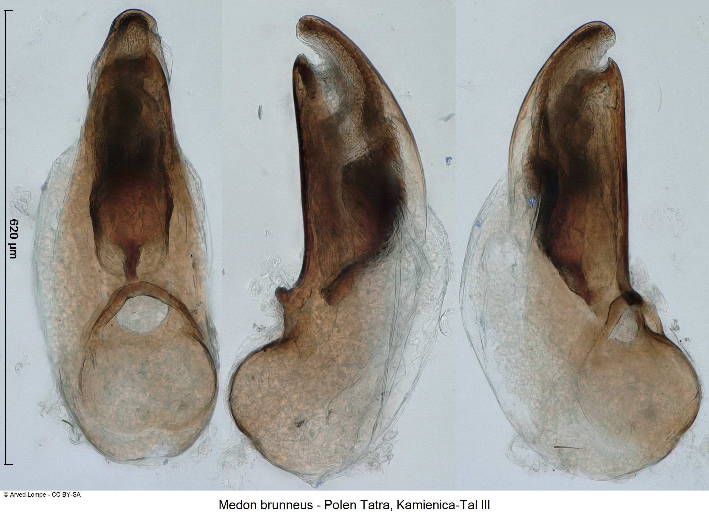 medon_brunneus_ck34733600.jpg