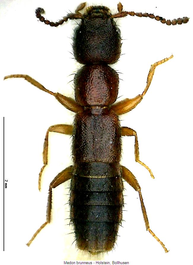 medon_brunneus_hab.jpg