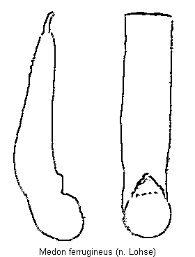 medon_ferrugineus.gif