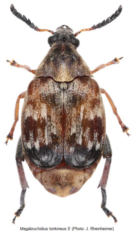 megabruchidius_tonkineus_hab.jpg