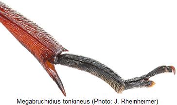 megabruchidius_tonkineus_hschn.jpg