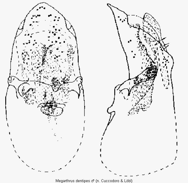 megarthrus_dentipes.gif
