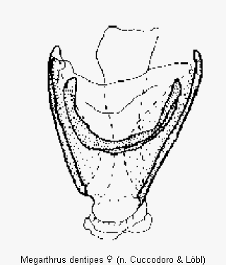 megarthrus_dentipes_ster.gif