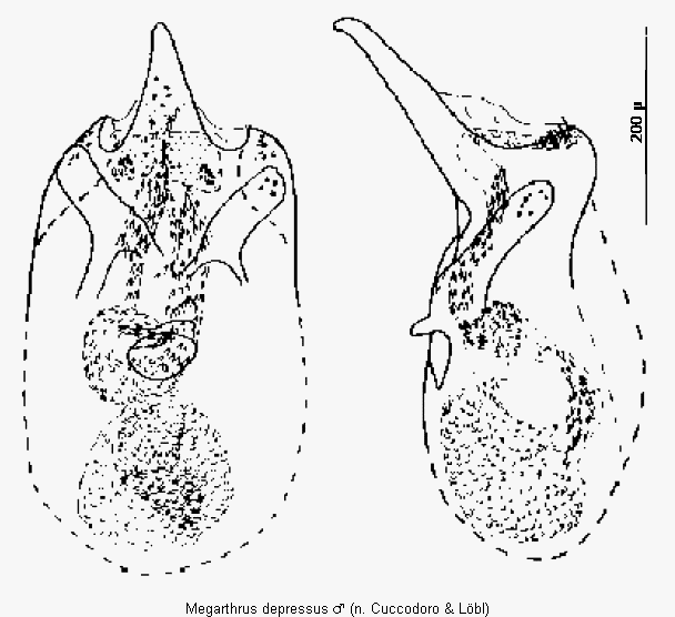 megarthrus_depressus1.gif