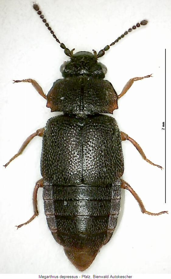 megarthrus_depressus_hab.jpg