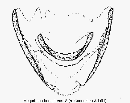 megarthrus_hemipterus_ster.gif